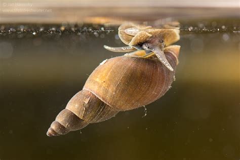  Elliottia! Um Caracol Aquático Que Te Surpreenderá com Seu Estilo de Vida