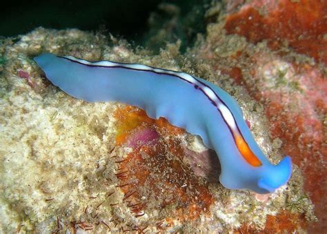  Eyelash Worm: This Remarkably Tiny Free-Living Flatworm Boasts Regenerative Abilities That Would Make Wolverine Jealous!