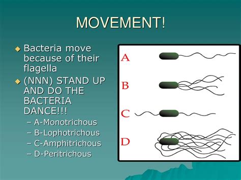  Heteromastix! Um Microrganismo Flagelado Que Faz Uma Dança Fascinante