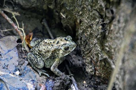  Horny Toad: An Unexpectedly Charismatic Amphibian Hiding in Plain Sight