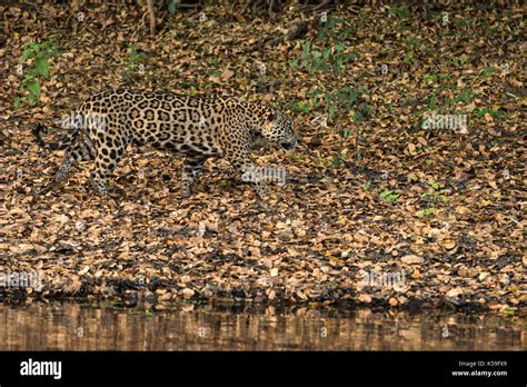  Jaguar: O mestre da floresta tropical que se camufla com destreza entre as árvores exuberantes!