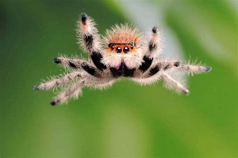  Jumping Spiders! Small But Mighty Hunters With Superhuman Vision