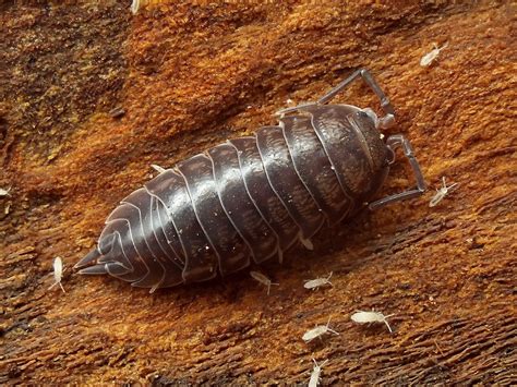  Oniscidea: Descubra o Curioso Mundo dos Isopods Terrestres que Respiraram pela Primeira Vez fora da Água!