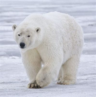  Urso-Polar: Um Gigante Branco que Domina os Gelo e Faz Balé nas Águas Gélidas!