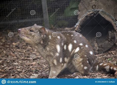  Quoll: Explore the Nocturnal World of These Carnivorous Marsupials!