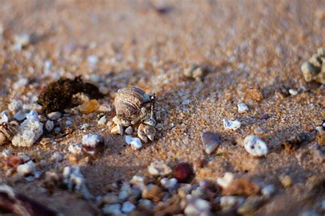  Rangia! A Curiosa História de um Molusco que Vive na Areia