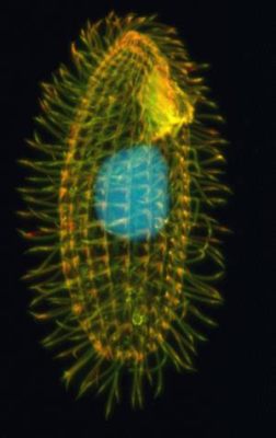  Tetrahymena! Uma Explosão de Cílios que Faz essa Criatura Unicelular Brilhar