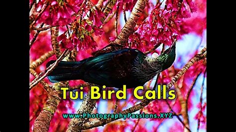  Tui! Uma Ave de Beleza Deslumbrante com um Canto que Encanta e Fascina