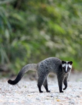  Visonha! Uma Criatura Noturna e Solitária com uma Dieta Curiosa que se Adapta a Diversos Habitats