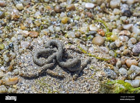  Arenicola marina: Uma Intrigante Criatura Marinha que Constrói Túneis e Filtra Nutrientes da Areia!