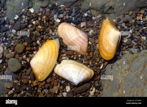  Donax: Descubra um molusco bivalve que escapa das ondas com velocidade de raio!