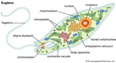  Ochromonas: Um Flagelado Que Faz Fotosintese e Come Bactérias!