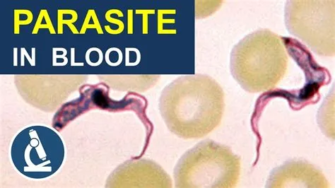  Quinarian: Um Parasita Microscópico Que Faz Você Perguntar Como Isso É Possível?