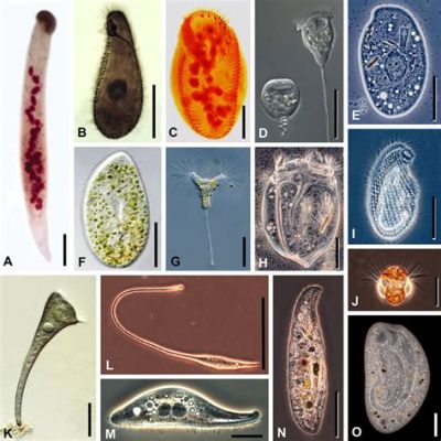 Rimicida: Explore as Maravilhas Microscópicas de um Predador Ciliado de Água Doce!